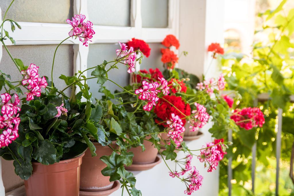 Pansion Lovac Guesthouset Cavtat